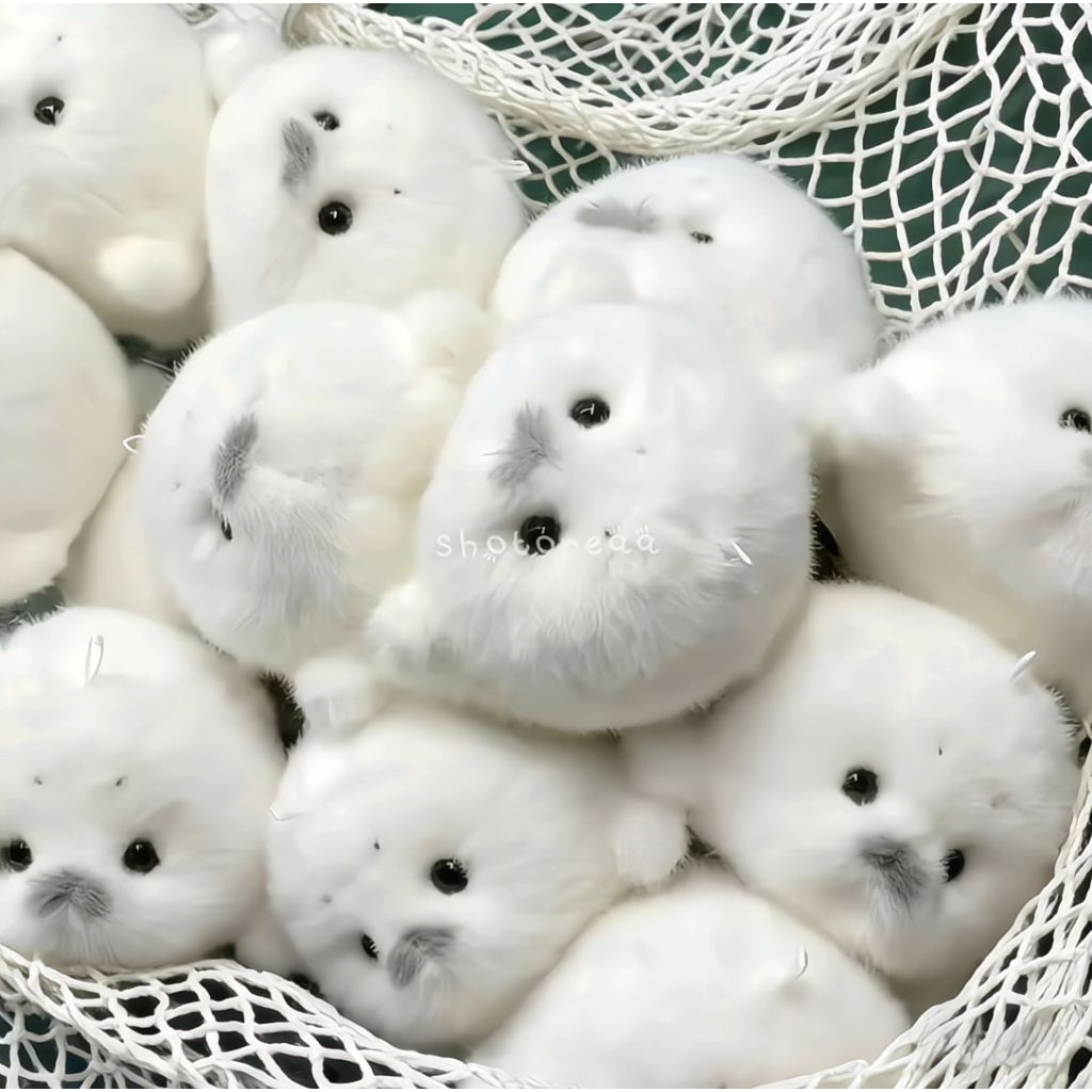 [PO] PLUSHIE WHITE SEAL GHOOTS ANJING LAUT POM POM CUTE BONEKA GANTUNGAN KUNCI GANTUNGAN TAS LUCU