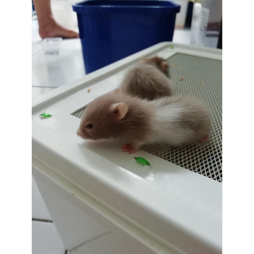 HAMSTER SYRIAN SABLE SHORT HAIR