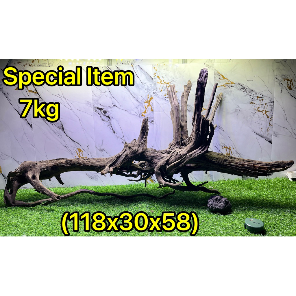 Bonggol Akar kayu santigi laut SULAWESI aquascape berat <10kg