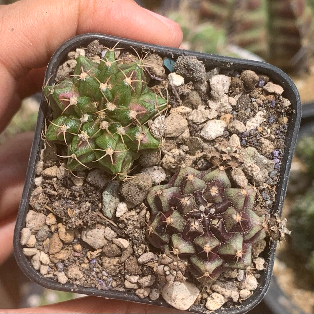 paket tseries purple gymnocalycium gymno hybrid purple dream  ( kaktus astro tanaman hias hidup guru