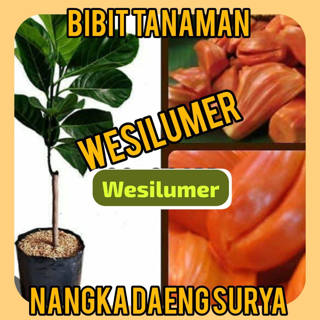 Bibit Nangka Merah / Daeng Surya