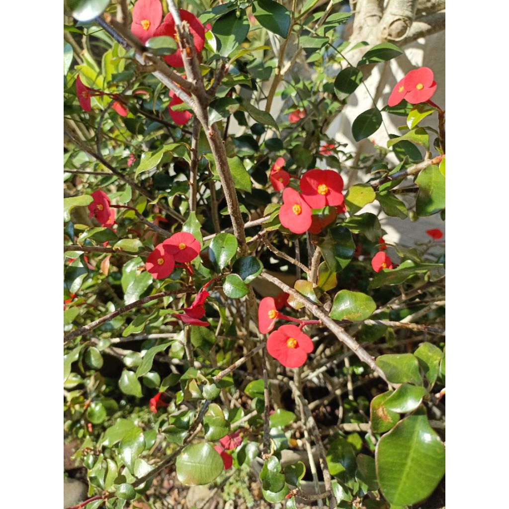 tanaman hias euphorbia hidup bunga merah