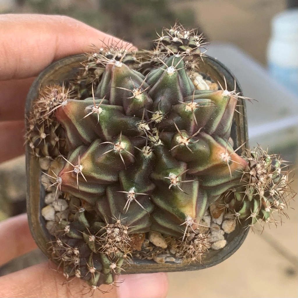Ty4 Gymnocalycium mihanovichii multicolor new clone multicolour gymno miha kaktus tanaman hias hidup