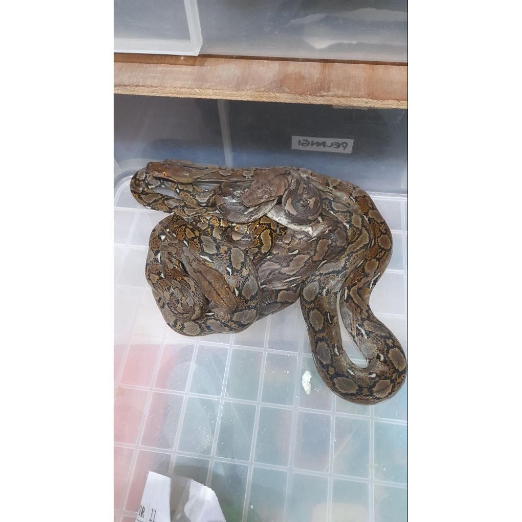 MAINAN ANAK RETICULATUS
