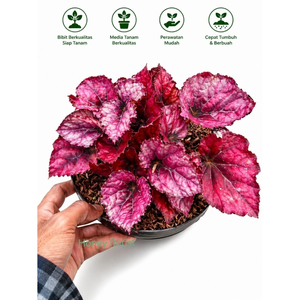 Begonia tanaman hias daun merah begonia redi Chilli regal