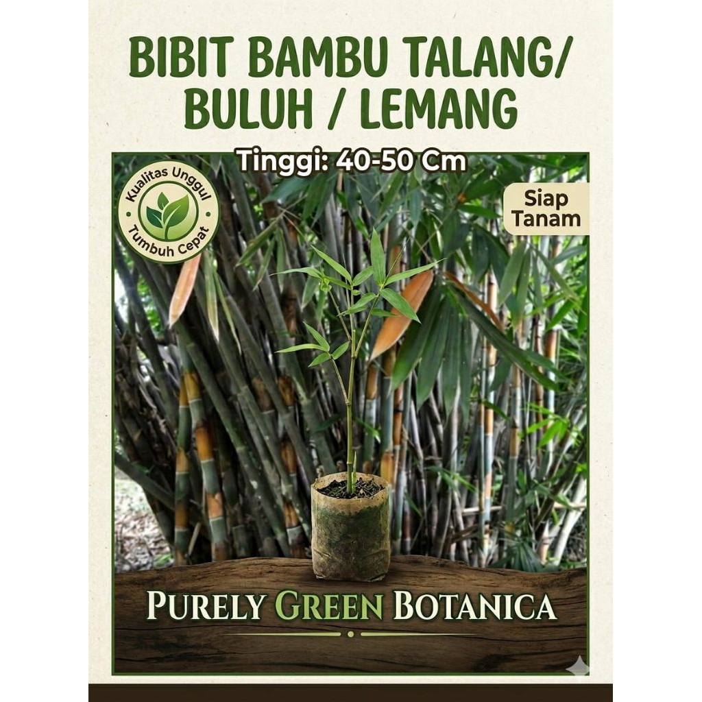 Bibit Bambu Talang / Bambu Lemang / Bambu Buluh
