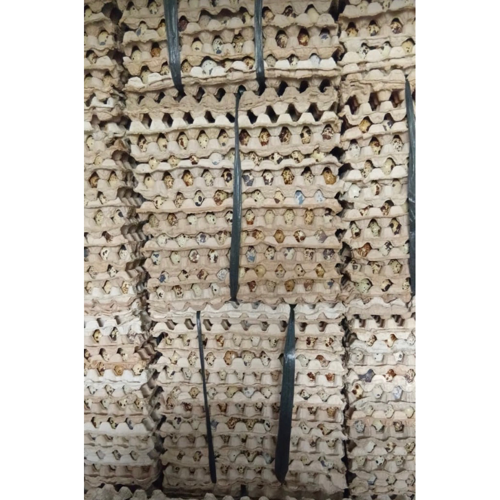 Telor burung puyuh 1 kg