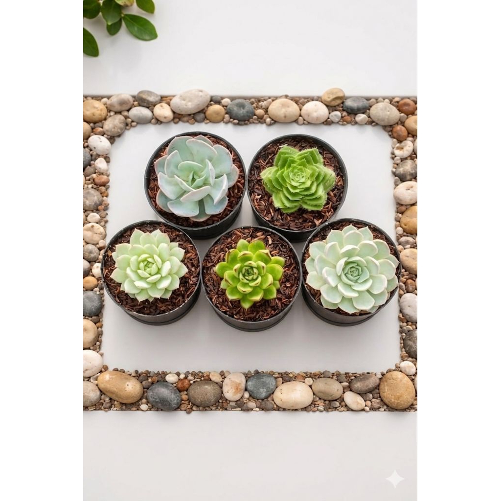 Tanaman Sukulen Mini Pot Kecil 8 & 10 cm Hiasan Rumah Minimalis