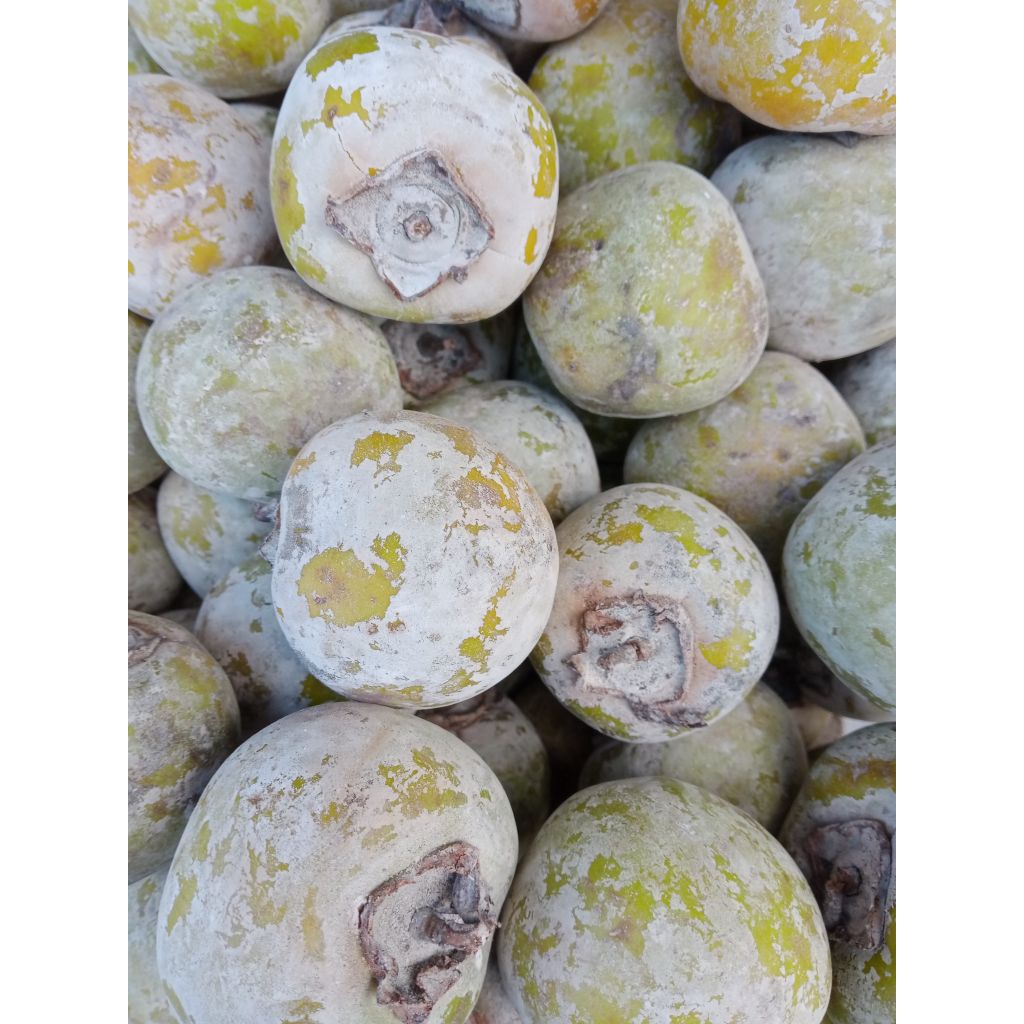 Buah Oriental persimmon / Kasemek Kesemek Apeljowo segar