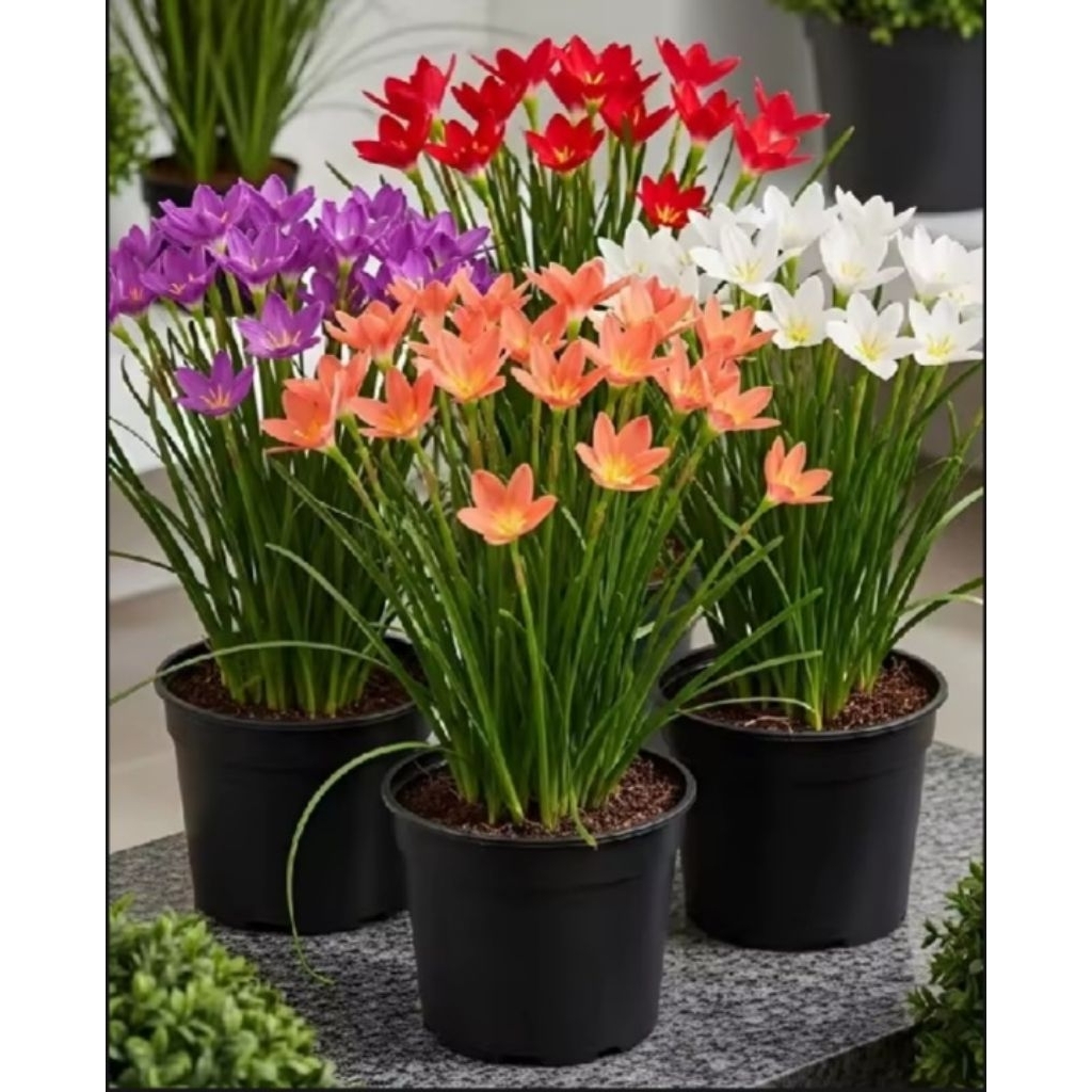 Paket 3 Tanaman hias bibit bunga lily hujan / rain lily paket 3