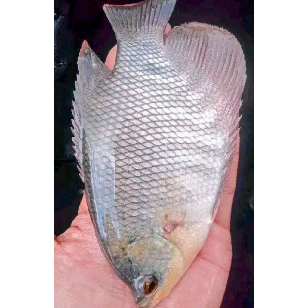 anakan gurami Padang ukuran 30cm/ekor