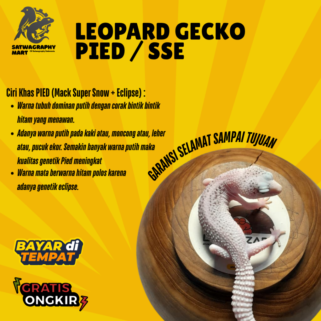 Mainan Anak GECKO Warna PIED SUPER PIED EXTREAM PIED SSE