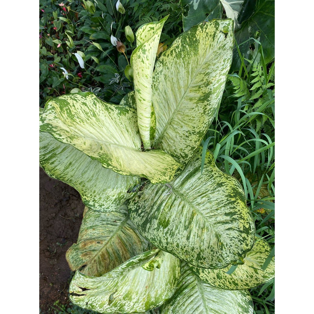 Aglonema Diven Raja Balon Anggun Ayu 1 Polybag Tanaman Hias