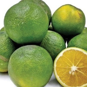 bibit jeruk sunkist hijau