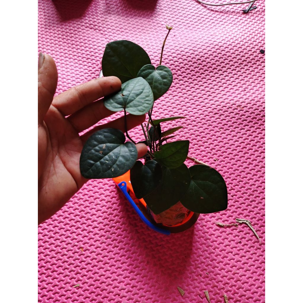 bibit sirih hitam asli hutan