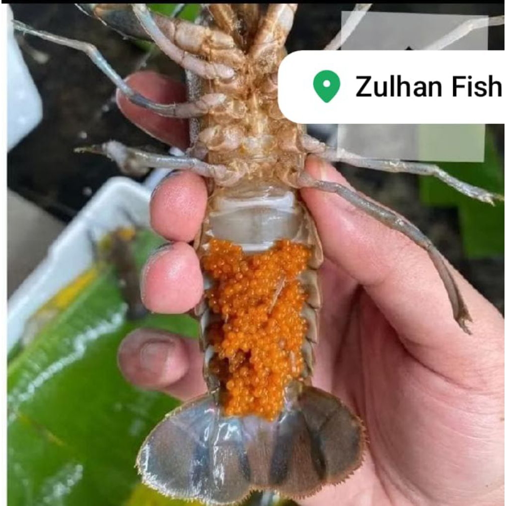 indukan lobster air tawar redclow gendong telor.jaminan hidup