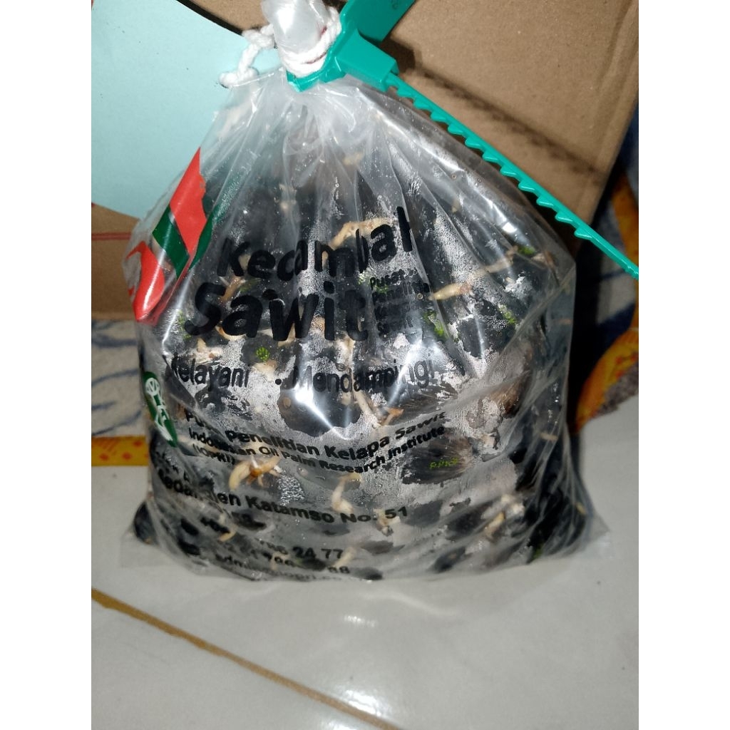 bibit kecambah kelapa sawit