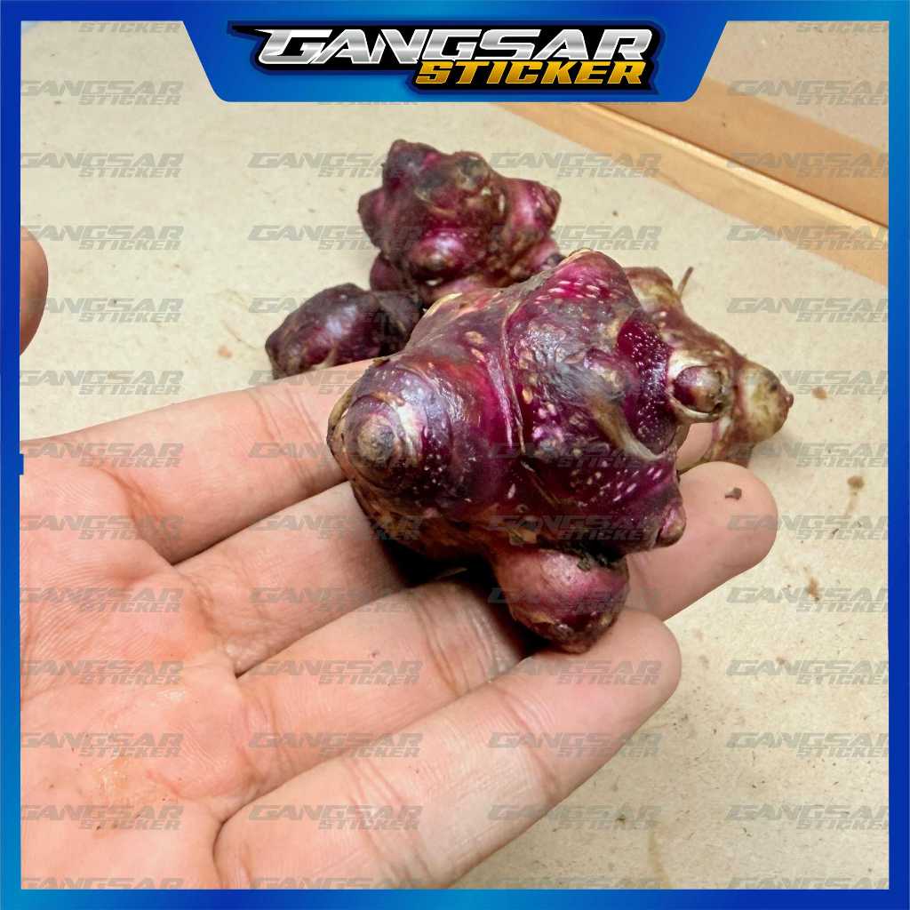 Bibit Ubi Yakon Asli Super, Rimpang Umbi Yacon Asli Wonosobo Per Mata Tunas