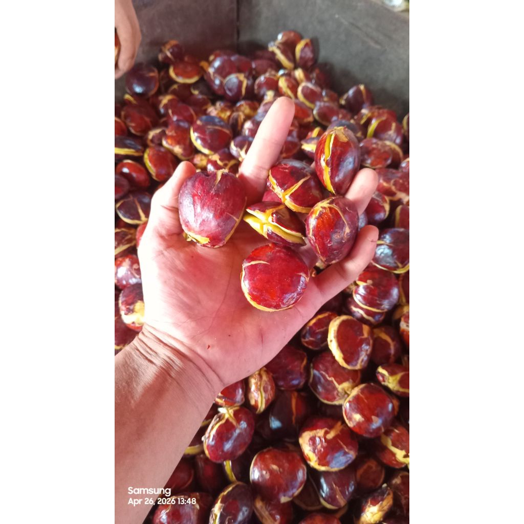 Jengkol Tua Mentah Segar 1 kg - Pulen, Berkualitas, Siap Masak