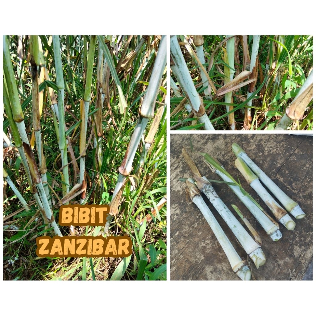 Bibit rumput ZANZIBAR kualitas super harga perbatang