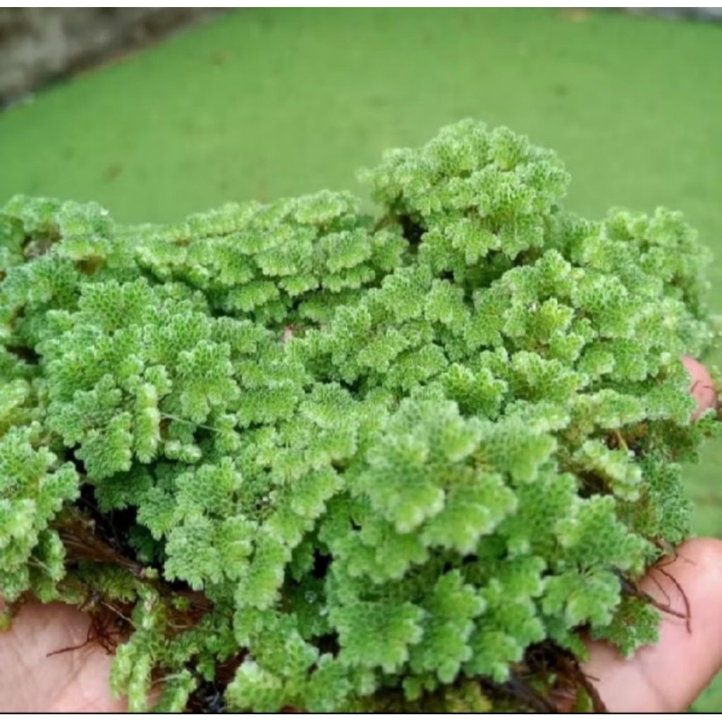 Bibit azola microphylla pakan ternak alternatif 100gr