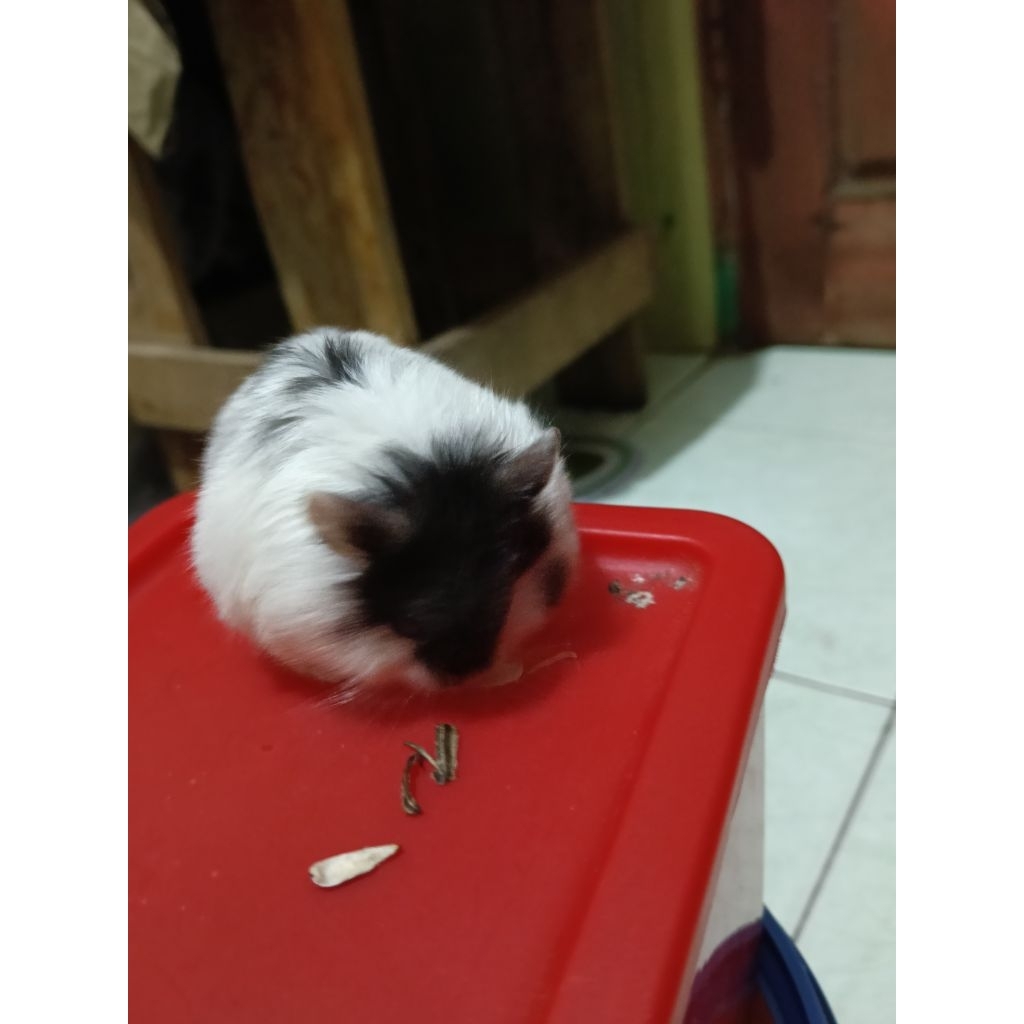 Hamster Campbell Panda