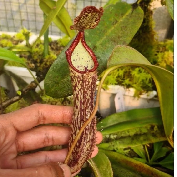 nepenthes hybrid Maxima x (glandulifera x boschiana) tanaman karnivora