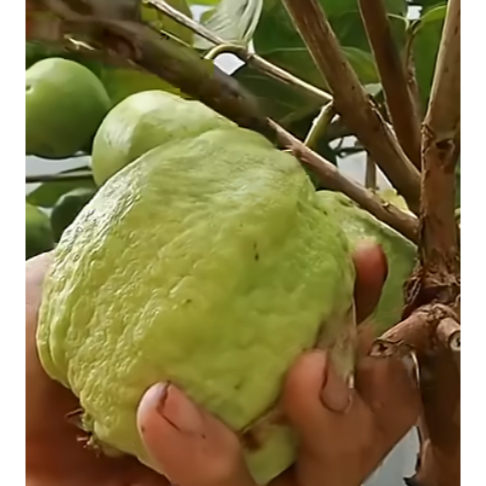 Bibit tanaman jambu kristal dikirim dg full media asli 1 kg