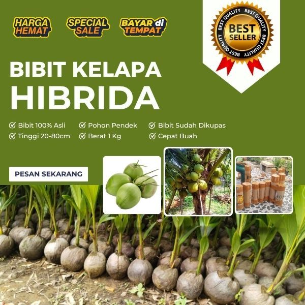 BIBIT BERKUALITAS  Tanaman Kelapa Hibrida Buah Besar, Tanaman Kelapa Hibrida Besar