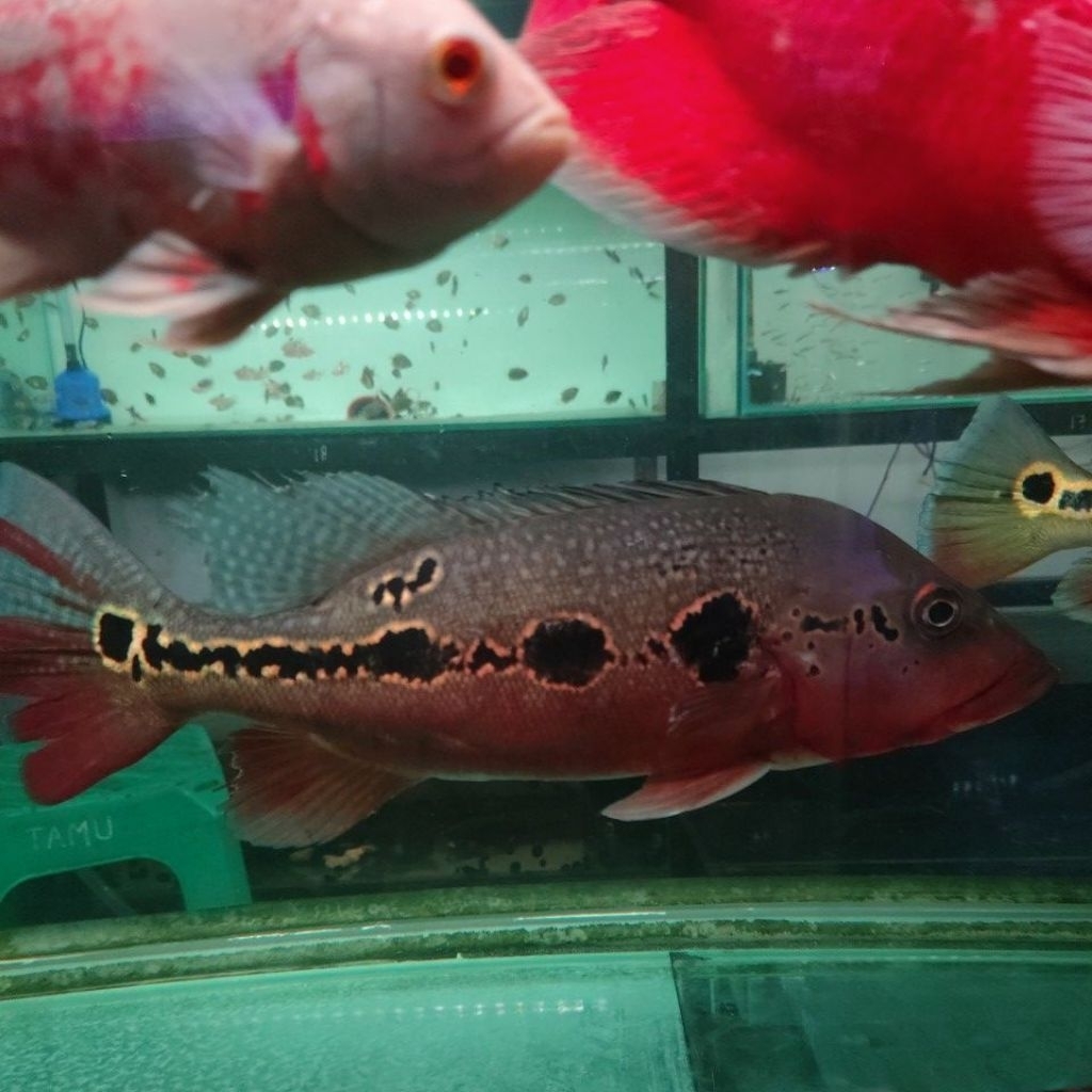 Ikan hias peacock bass pinima | ikan air tawar predator