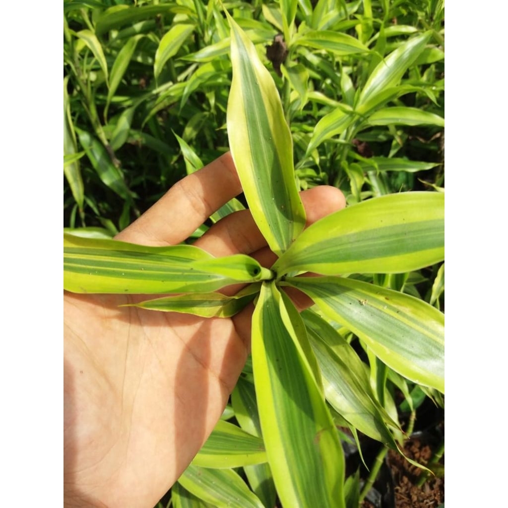 Tanaman Hias Bambu Hoki Sri Rejeki Variegata Yellow