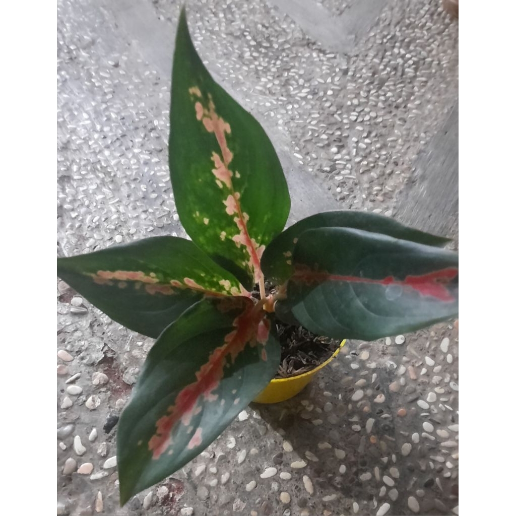 Aglonema Kochin Camelon