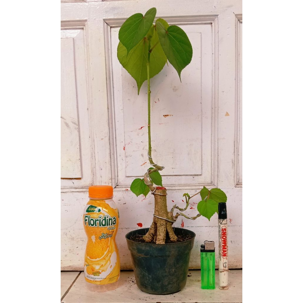waru India subur fresh 30.000 program akar mantap