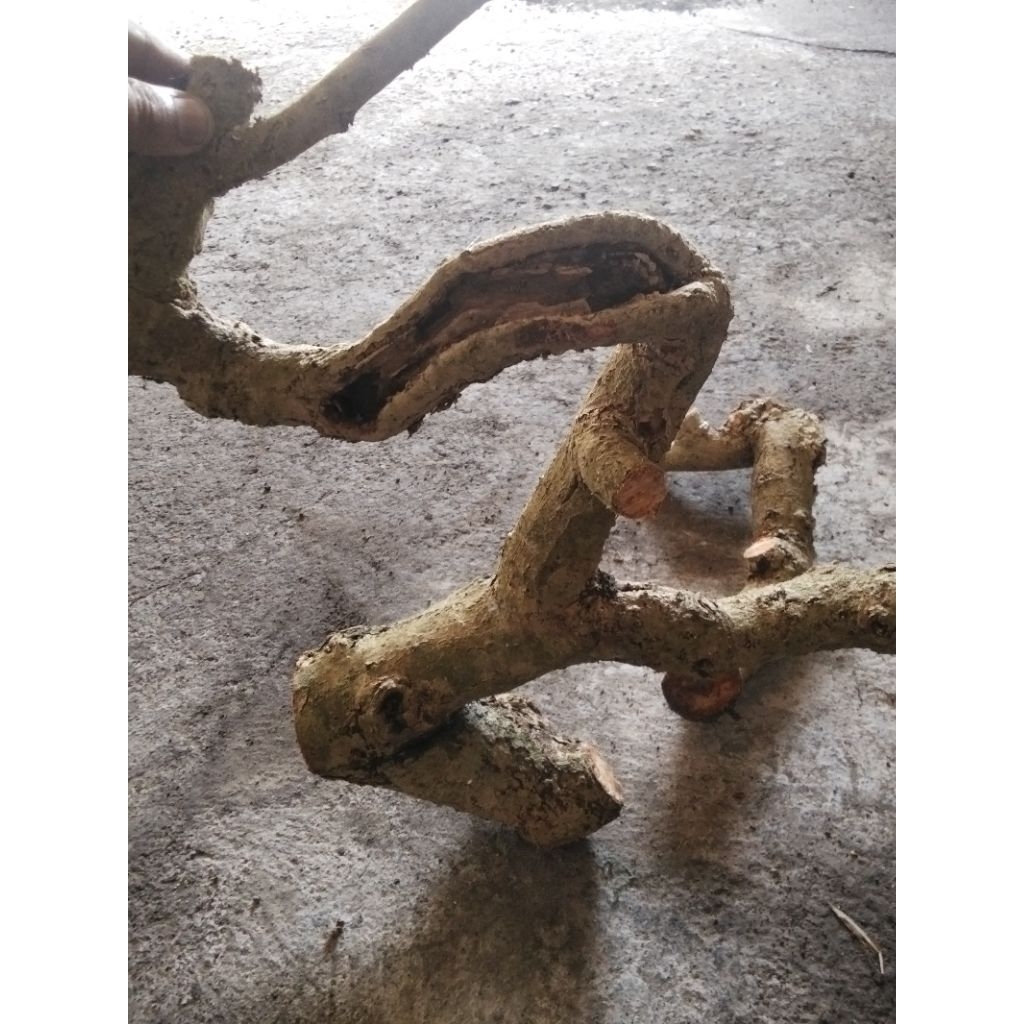 Waru lokal stek batang bonsai