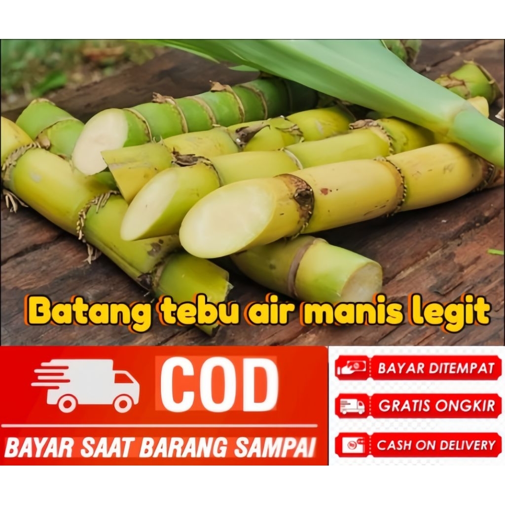 Tebu kuning tebu manis/siap konsumsi bisa di buat bbit/berat 1 kilo