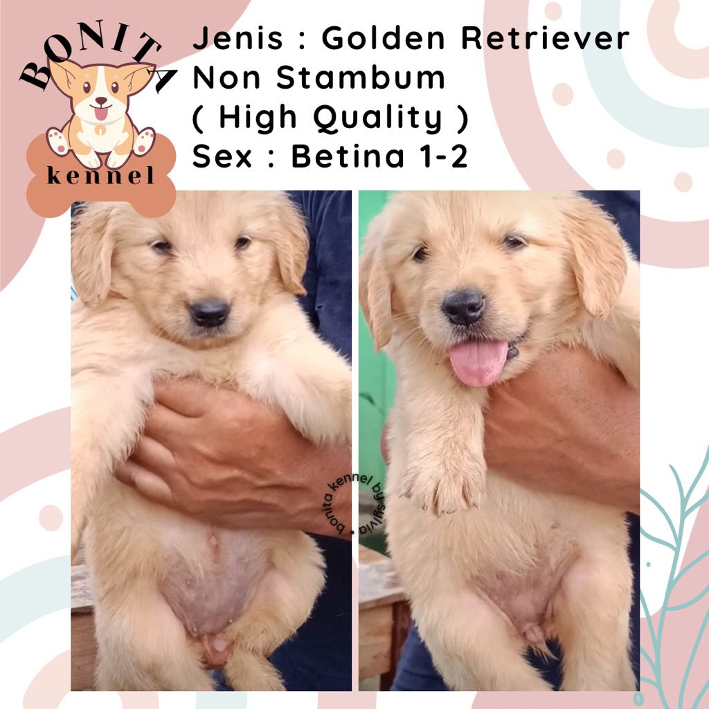 Golden Retriever Non Stambum Anak Anjing Golden Jantan Betina Big Bone