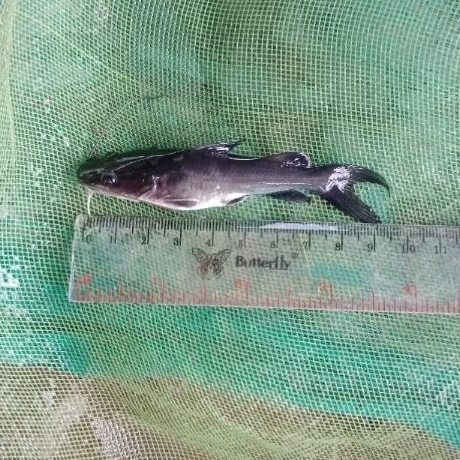 10 ekor (6-10 cm) Bibit BEONG/BAUNG (Hemibagrus nemurus) - BACA DESKRIPSI DULU YA