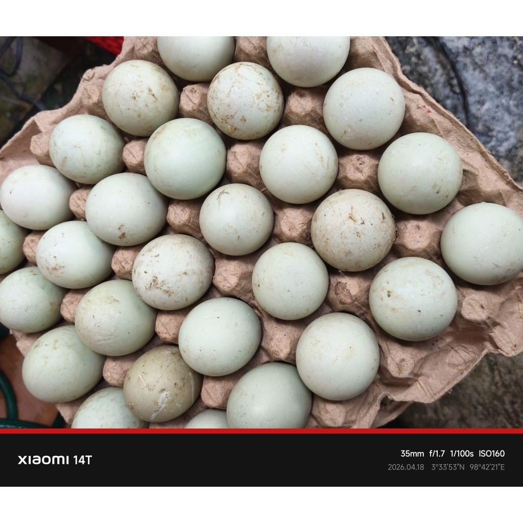 TELUR BEBEK LOKAL CANGKANG PUTIH - TENGAH TELUR ORANGE