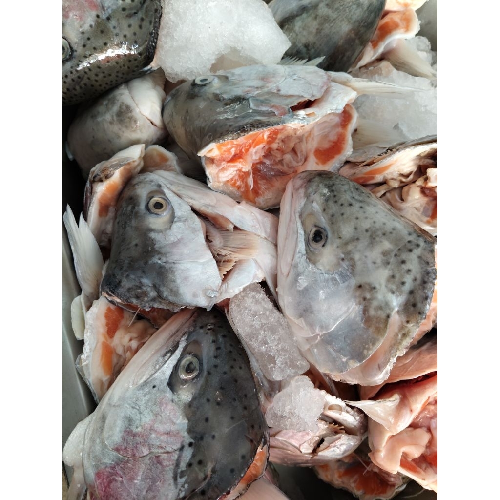 KEPALA SALMON 1KG
