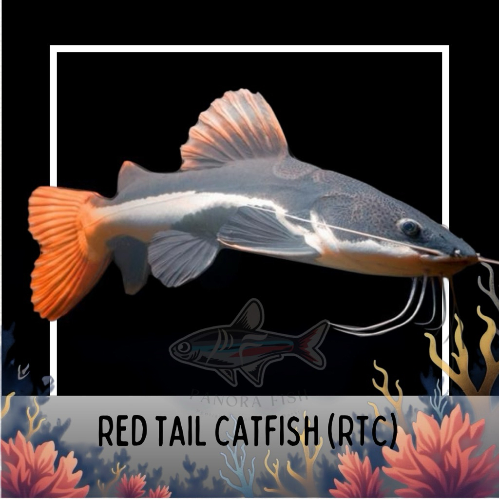 perlengkapan aquarium red tail catfish/rtc