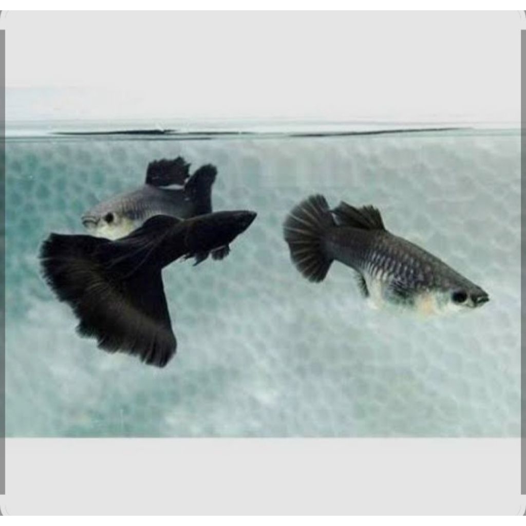 hiasan aquarium sepasang guppy black mascow indukan