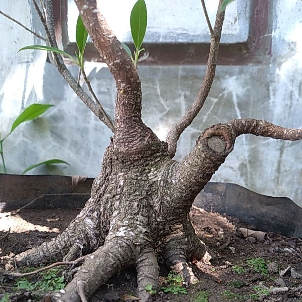 BONSAI KIMENG, calon themax/small, REAL PIC
