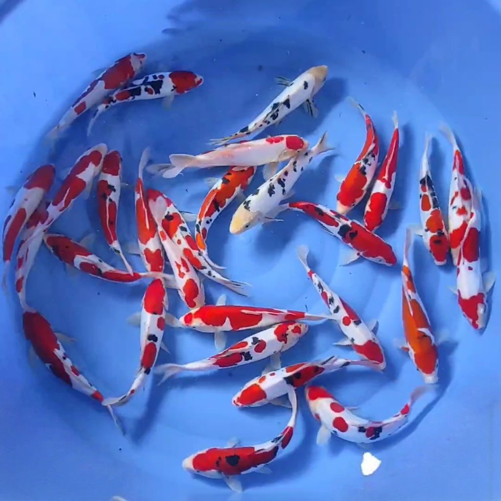 MURAH JAYA POL‼️ikan koi 10-13cm 10 ekor