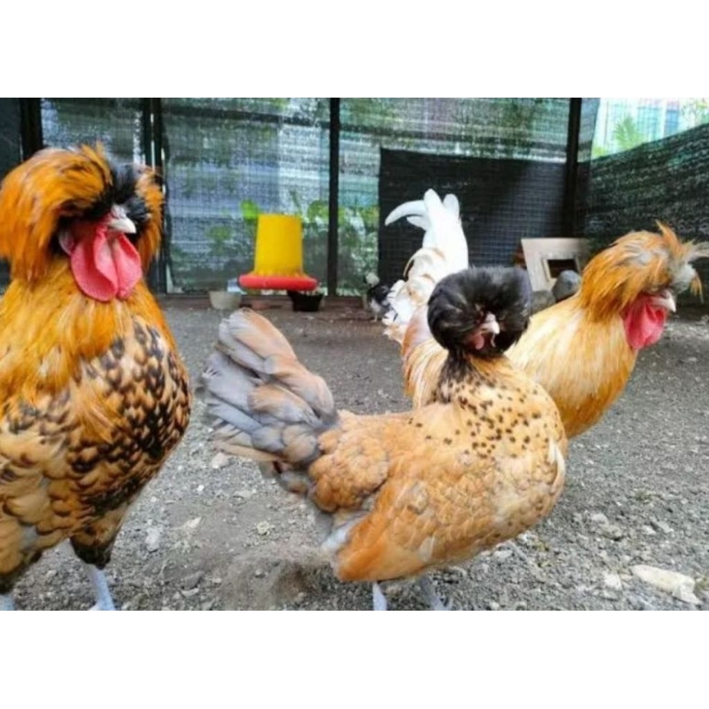 Anak ayam Poland