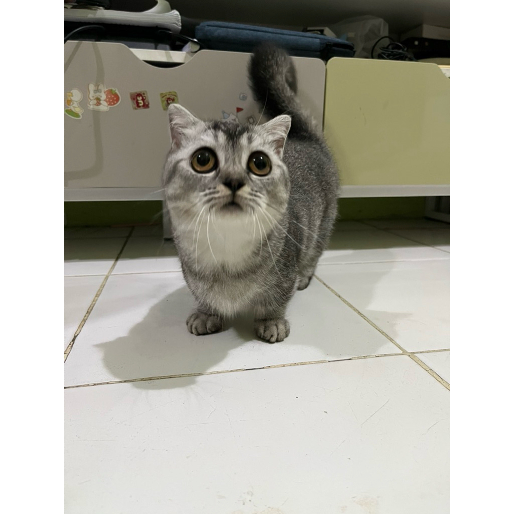 munchkin kitten, kucing munchkin kitten
