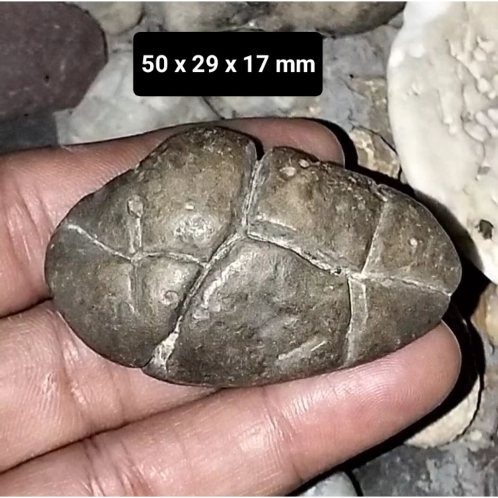 Batu akik Kijing Bungkem Jalasutra jumbo asli alam