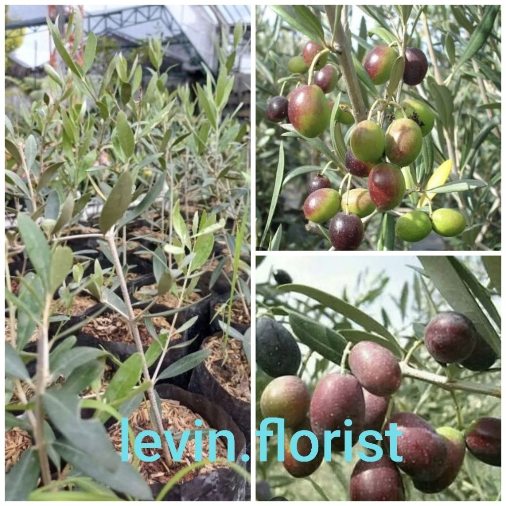 Zaitun / bibit tanaman hias pohon buah buahan
