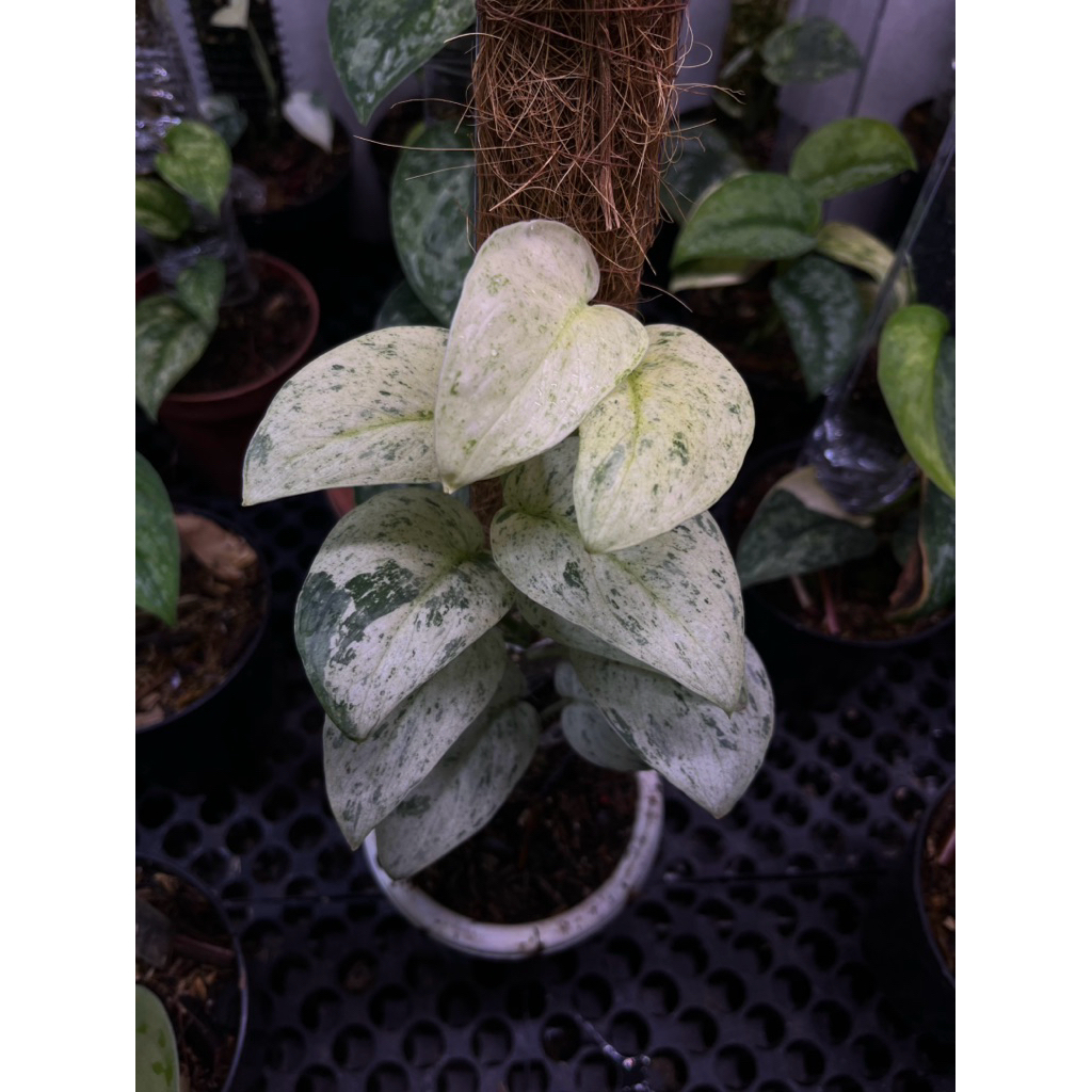 scindapsus silver cloud marble