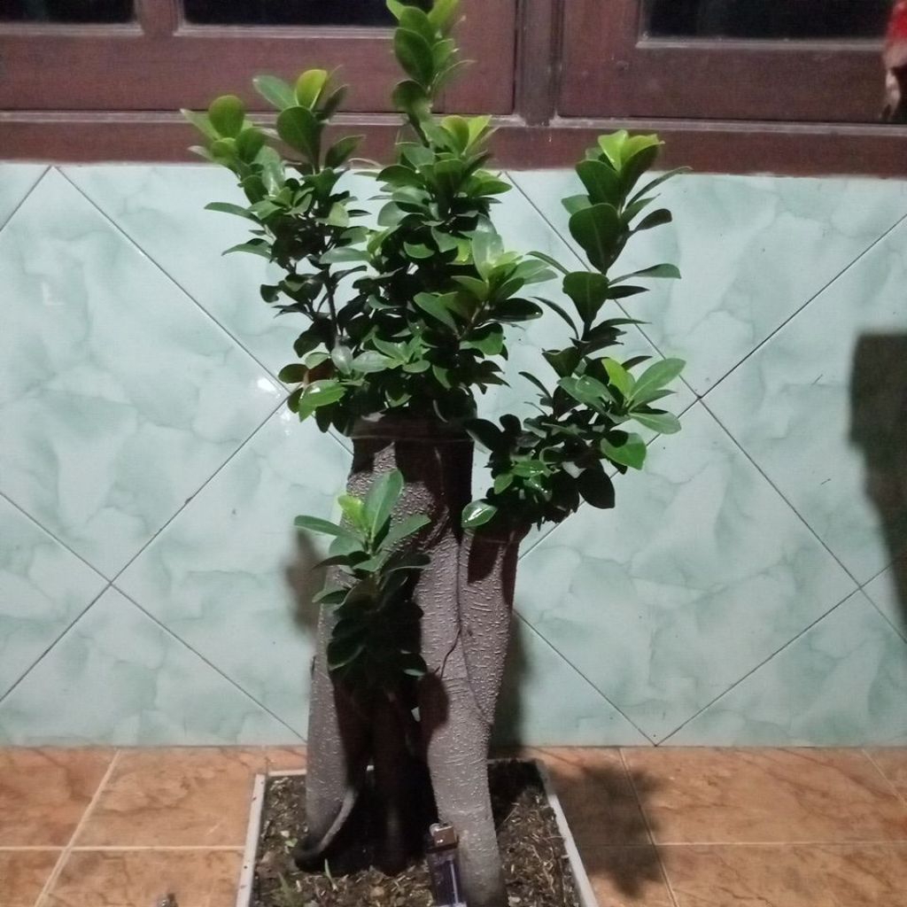 Bonsai ficus Compacta (okulasi), real pict
