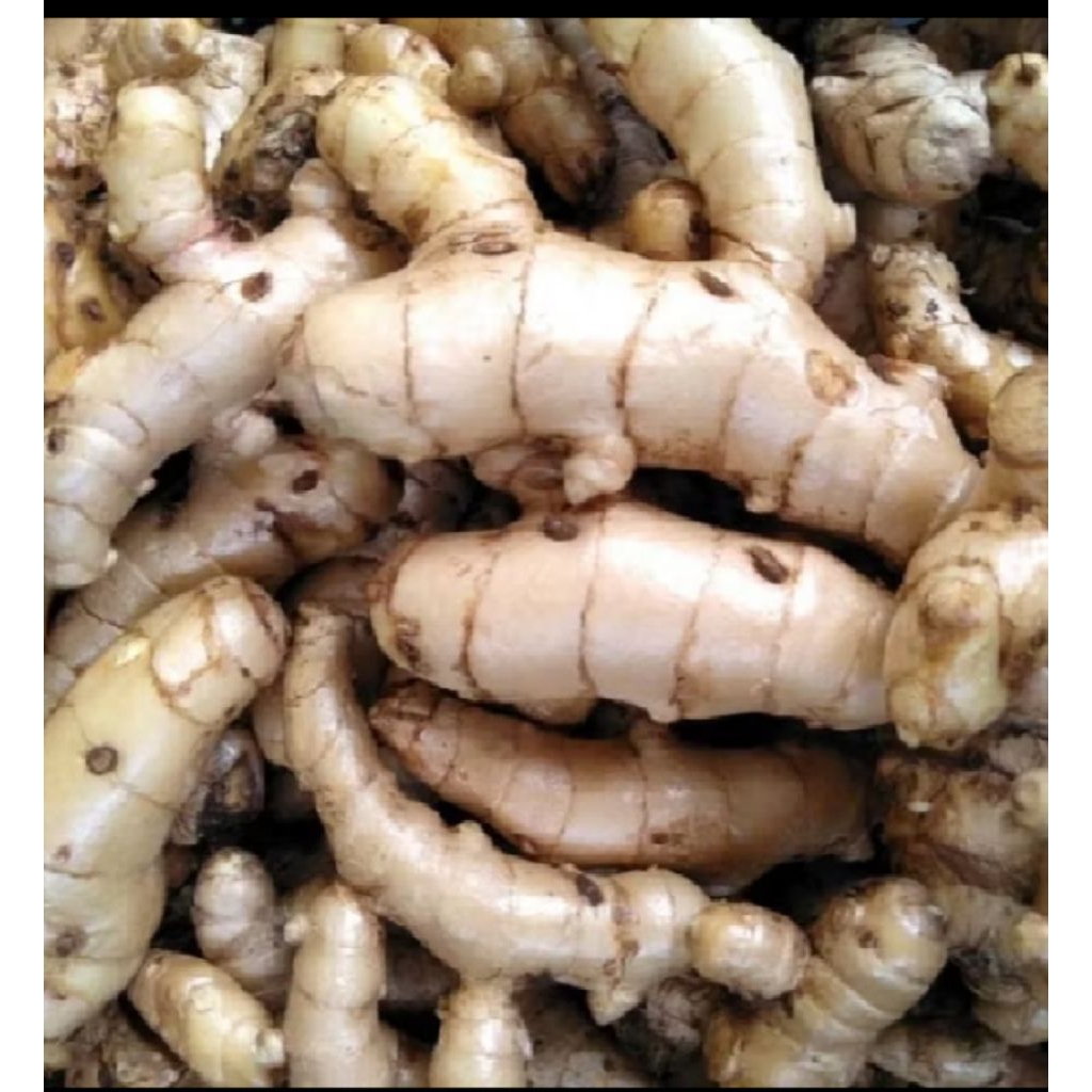 Kunyit Putih Segar 1 kg - Manfaat Kesehatan, Anti-Inflamasi, Aroma Harum